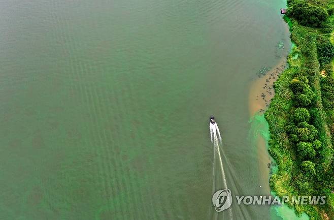 부산 시민 취수원 낙동강 녹조 [연합뉴스 자료사진]