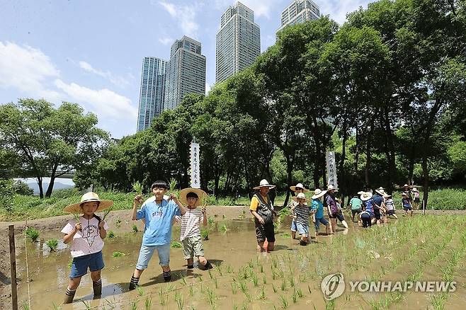 도심 속 모내기 체험 지난달 27일 서울 강남구 양재천 벼농사 학습장에서 열린 전통 모내기 체험 행사에서 관내 어린이집 아이들과 초등학교 학생들이 모를 심고 있다. [연합뉴스 자료사진. 재판매 및 DB 금지]