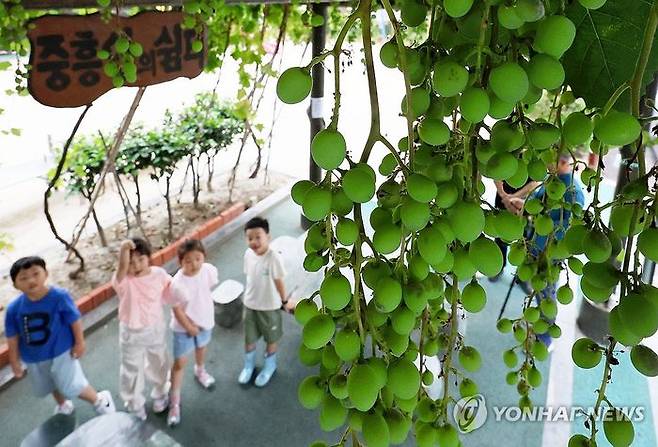 지난 24일 광주 북구 중흥2동 행정복지센터 앞마당에서 한 어린이집 아이들이 청포도를 구경하고 있다.ⓒ연합뉴스
