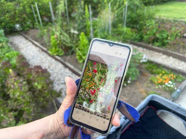 서울 노원구 하계동 공공텃밭에 마약성 양귀비가 자라고 있다는 사실을 신고한 김모(71)씨가 26일 신고 당시 경찰에게 제출한 양귀비 사진을 보여주고 있다. 전유진 기자