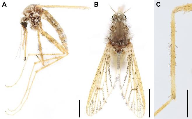 지난해 8월 제주 동백동 습지에서 발견된 숲모기./사진=서울대 생명과학부 진화·계통유전체학연구실