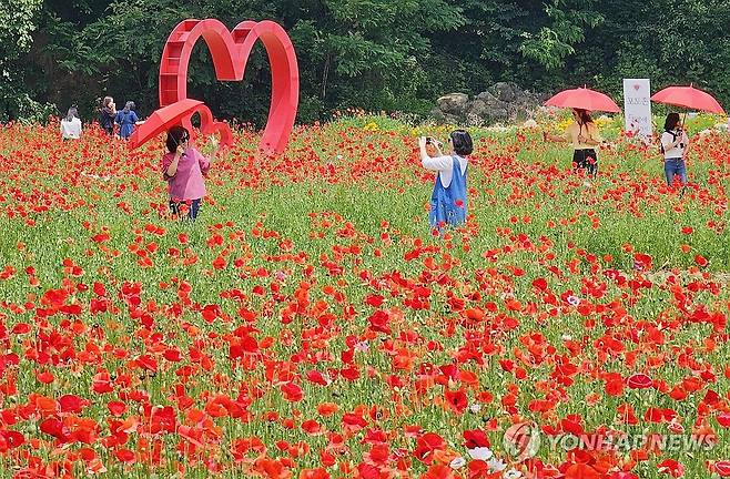 원주 용수골꽃양귀비축제 [연합뉴스 자료사진]