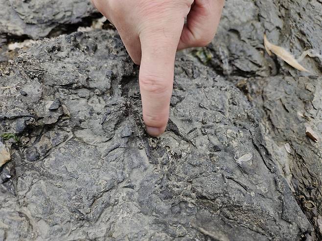 공룡의 머리 뼈로 추정되는 화석. 아직 국내에서는 공룡의 머리 뼈가 발견됐다는 학술 보고는 없다./여수(전남)=이병철 기자