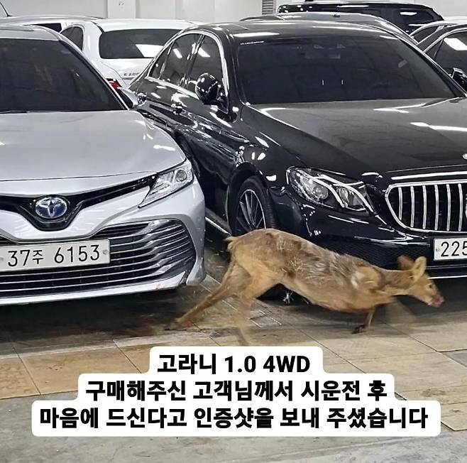 중고차 보러온 손님 119 불러서 내쫓은 매장.JPG