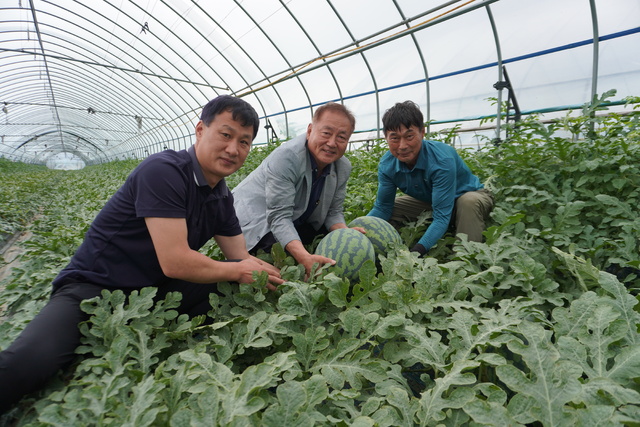 박성용 강원 양구군농협 조합장(가운데)이 3일 지역 수박 재배농가를 방문해 작황을 살피고 있다.