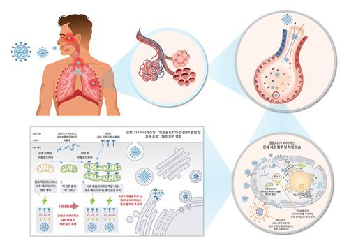 코로나19가 빠르게 대량 증식하는 원리  [한국화학연구원 제공. 재판매 및 DB 금지]