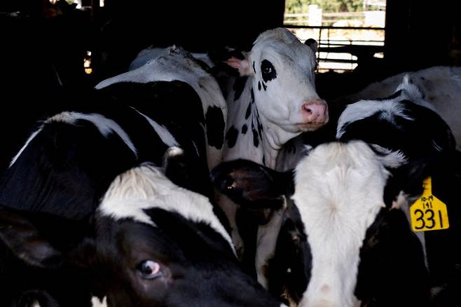 미국 일리노이주 농장에 젖소들이 인식표를 달고 서있다. (사진=로이터)