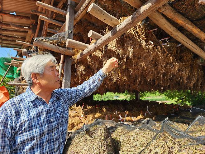장종수 의성마늘 생산자연합회 회장이 지난 1일 다음 농사에 쓸 씨앗을 만드는 주아재배 중인 마늘을 손보고 있다.