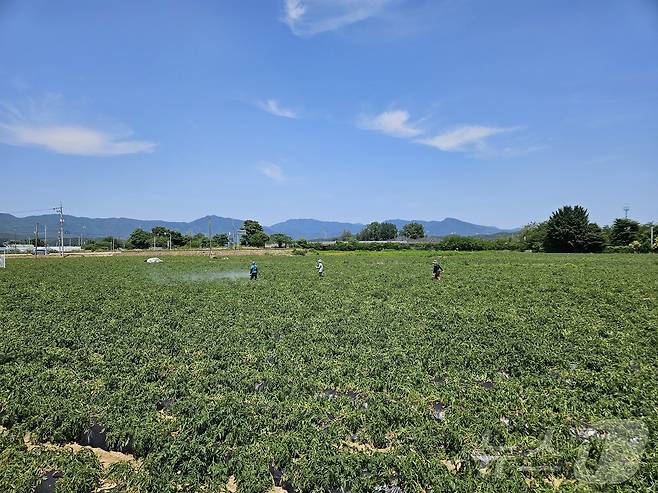 지난달 강원 춘천 서면 일대 감자밭.(사진은 기사와 관련 없음)ⓒ News1 DB 한귀섭 기자