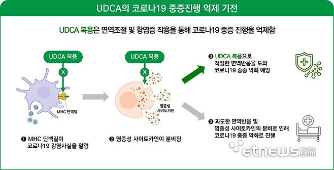 UDCA의 코로나 19 중증진행 억제 기전도