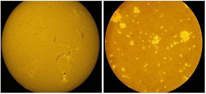 태양 표면의 흑점군(왼쪽)과 배양 접시 속의 세포 군집(오른쪽)이다. 태양은 지름 140만km, 세포는 지름 0.000005~0.000008m다. 나사 제공