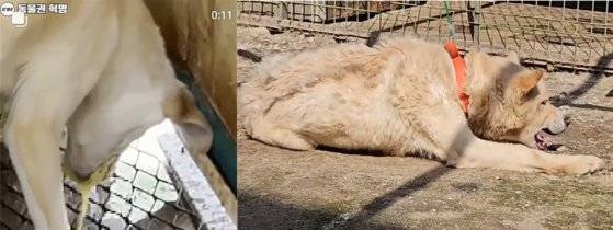 캣치독팀 라이브 방송에는 구토를 하는 등 홍역 증세를 보이는 믹스견이 포착됐지만, 캣치독팀은 이를 안산시 동물보호센터에 알리지 않았다. 좌측은 구조 당시 홍역 증세를 보이는 개, 우측은 동물보호센터에서 홍역 증세를 보이는 개. 독자 제공
