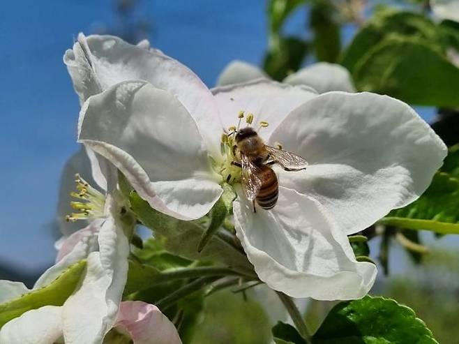 꿀벌이 사과꽃에서 수분활동을 하는 모습. 경북도 제공.