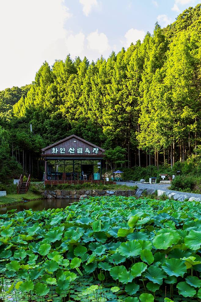 20만 ㎡의 숲에 비해 아담하고 소박한 '화인산림욕장'의 관리동 사무소. 이따금 나무 전문가이자 숲의 주인인 정홍용 대표가 탐방객을 맞이한다. / 양수열 영상미디어 기자