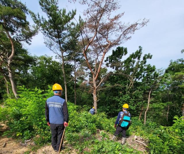 영덕 재선충예찰방제단원들이 최근 폭염 속에 말라죽은 소나무를 찾고 있다. 경북 영덕군 제공