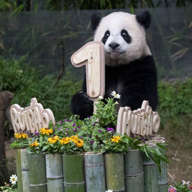 루이바오가 7일 경기도 용인 에버랜드에서 대나무로 만든 생일 케이크를 보고 있다. 사진 제공=에버랜드