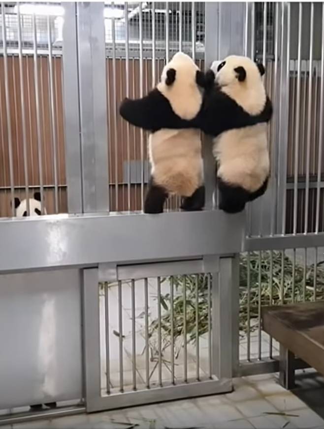 푸바오 언니 중국행 무렵, 엄마의 시선을 끌기 위한 쌍둥바오의 극렬한 재롱