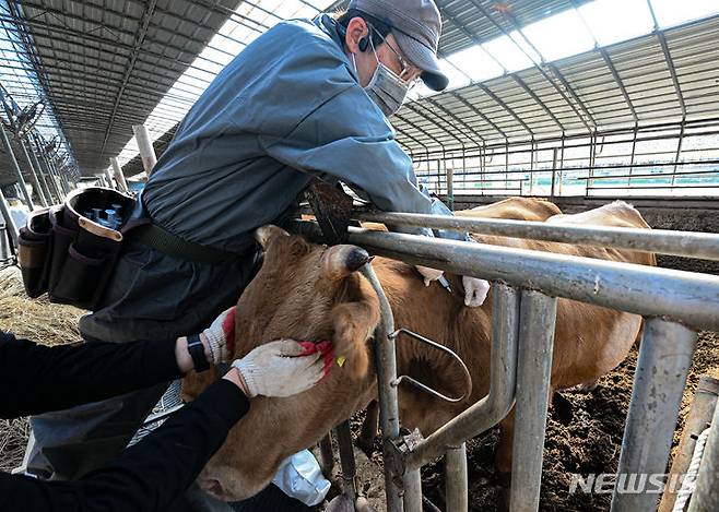 [함평=뉴시스] 이영주 기자 = 전남지역 소 럼피스킨병 확산이 우려되는 30일 오후 전남 함평군 엄다면 한 한우 농가에서 소 럼피스킨병 백신 접종이 이뤄지고 있다. 함평군에서는 이날 엄다면 소재 80여 농가 한우 등 1400여두를 대상으로 백신 접종이 진행된다. 2023.10.30. leeyj2578@newsis.com