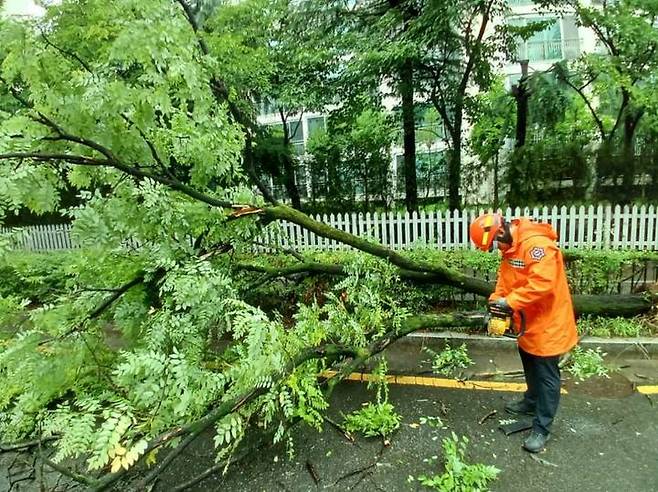 [대전=뉴시스]대전 서구 관저동 한 도로에 가로수가 쓰러져 소방대원이 안전조치를 취하고 있다. 2024. 07. 08  *재판매 및 DB 금지