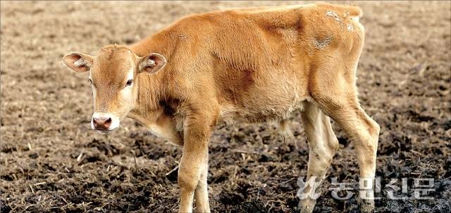 한우고기 경락값이 하락해 농가들의 어려움이 커지는 가운데 송아지값은 반등 기미를 보여 수급 불안 우려가 커지고 있다. 농민신문DB