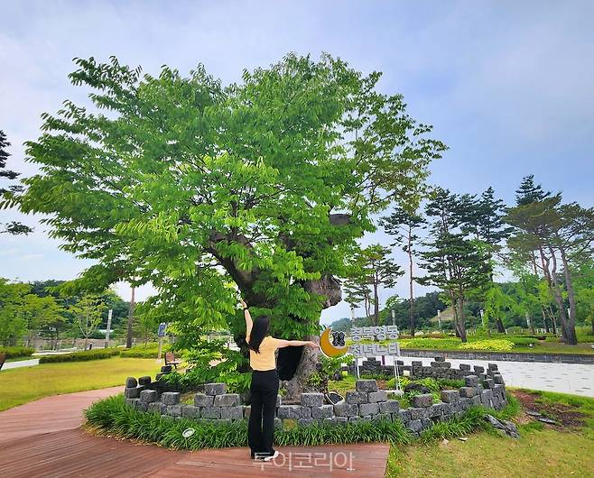 레인보우관광지 인증샷 스폿 '충북 영동 천년느티'