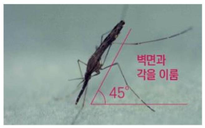 말라리아 매개모기인 얼룩날개모기류(Anopheles spp). (사진=경기도보건환경연구원 제공) *재판매 및 DB 금지