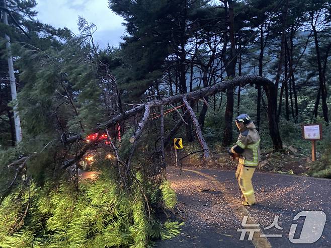 10일 오전 소방대원이 경남 창녕군의 한 도로에서 강풍과 폭우 등으로 전신주에 나무가 쓰러져 소방대원이 안전조치를 하고 있다. (경남소방본부 제공) 2024.7.10/뉴스1 ⓒ News1 윤일지 기자