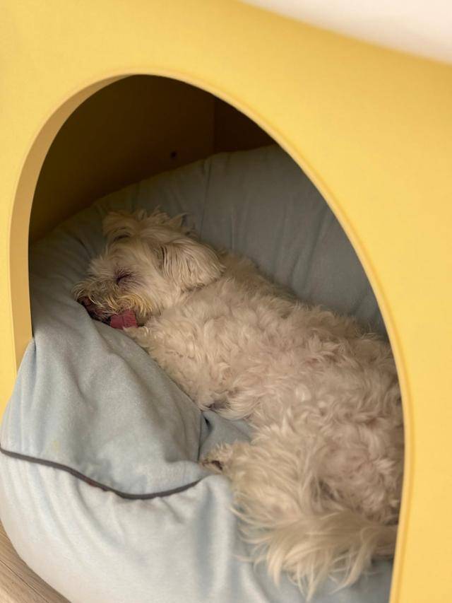 개들은 마운팅에 생각보다 많은 에너지를 사용한다. 보호자 사진 제공