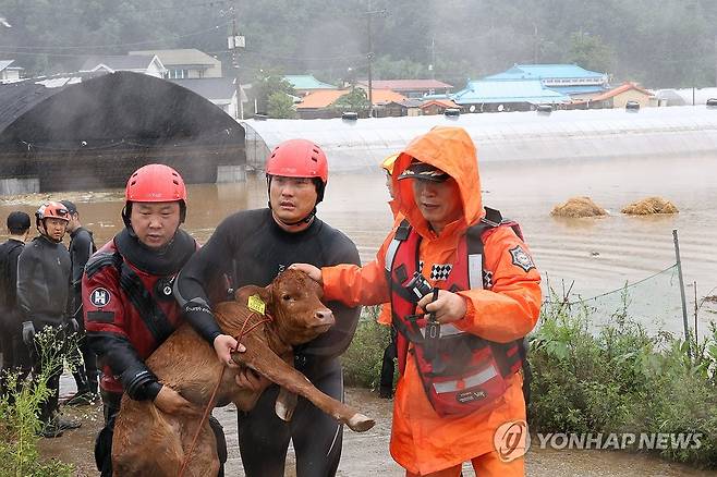 '무서웠소, 고맙소' (대전=연합뉴스) 이주형 기자 = 10일 새벽 강한 비가 쏟아져 마을 입구 도로가 모두 물에 잠긴 대전 서구 용촌동 정뱅이 마을에서 소방대원들이 마을 내부 축사에 있던 송아지를 구출해서 나오고 있다. 2024.7.10 coolee@yna.co.kr