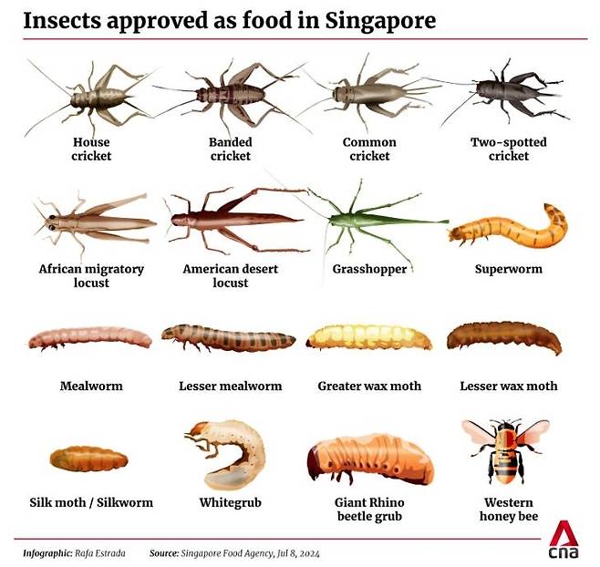 싱가포르 정부가 식품으로 승인한 곤충 16종 [싱가포르 방송 채널뉴스아시아(CNA) 홈페이지 캡처. 재판매 및 DB 금지]
