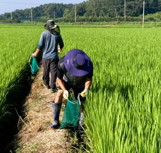 장성군이 31일까지 왕우렁이 수거 기간을 운영한다.[사진제공=장성군]