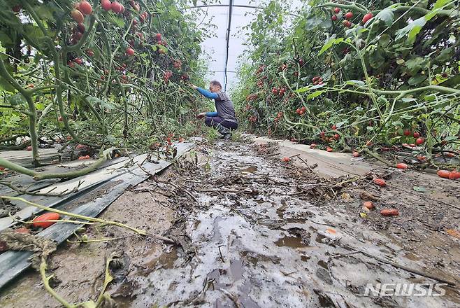 [익산=뉴시스] 김얼 기자 = 전북 지역 곳곳에 호우주의보가 내린 9일 전북 익산시 망성면에서 한 농부가 비에 잠긴 방울토마토 비닐하우스 내부를 살펴보고 있다. 2024.07.09. pmkeul@newsis.com
