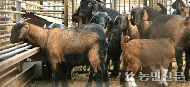 국내에서 염소산업이 성장하면서 거래가 활발해지는 가운데 염소에 대한 브루셀라병·결핵병 등 가축전염병 검사가 이뤄지지 않아 우려가 커지고 있다. 사진은 한 염소농장 모습. 농민신문DB