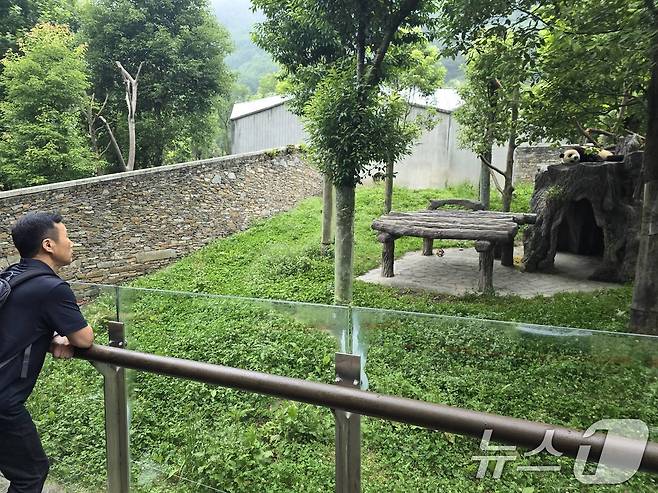 강철원 사육사가 지난 4일 중국 쓰촨성 워룽 선수핑 판다기지를 방문해 야외 방사장에서 놀고 있는 푸바오를 바라보고 있다. 이번 만남은 푸바오가 지난 4월 3일 선수핑 판다기지로 이동한 지 3개월 만에 이뤄졌다. (삼성물산 제공) 2024.7.5/뉴스1