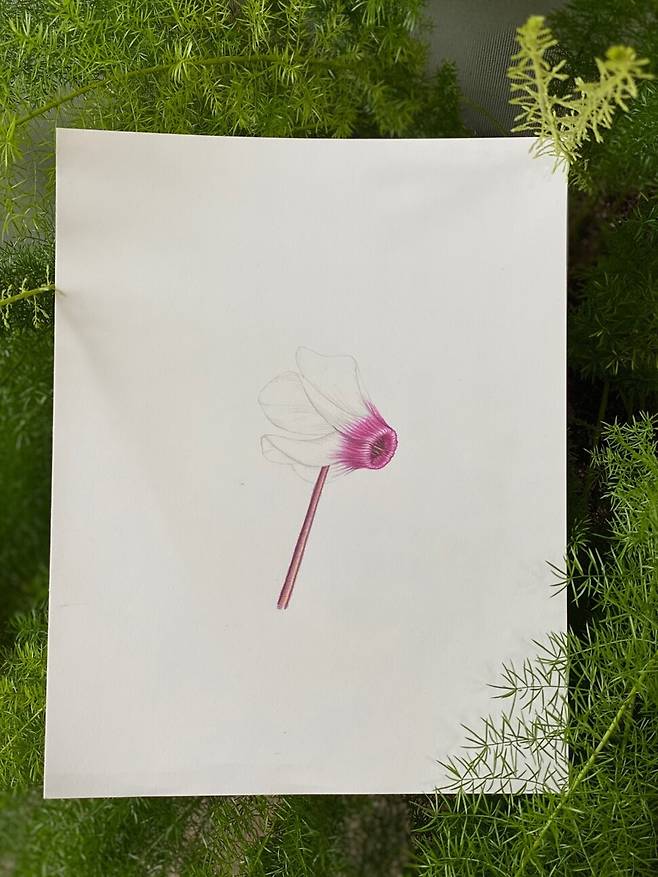 보태니컬 아트 작업실에서 유해강 에디터가 색연필로 색칠한 시클라멘. 송은영 제공