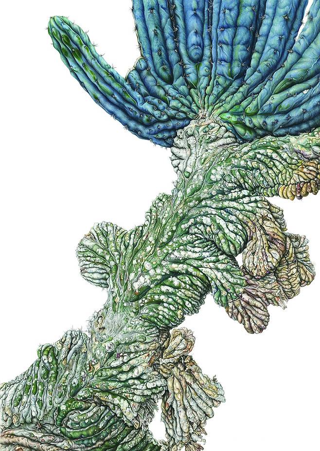 송은영 작가가 2016년 색연필로 그린 ‘대능주철화’. 오래돼 삭은 부분과 새로 푸르게 자란 윗부분이 공존하는 선인장을 통해 ‘생애’라는 주제를 담았다. 송은영 제공