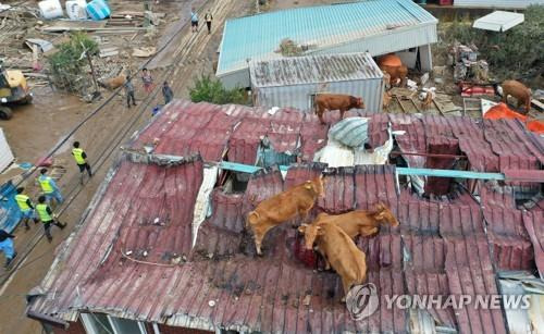 수해에 지붕위에 올라간 구례군 소 [연합뉴스 자료사진]