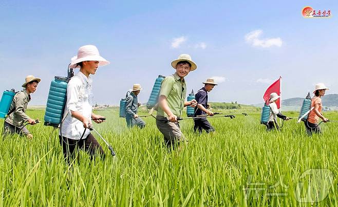 (평양 노동신문=뉴스1) = 북한 노동당 기관지 노동신문은 15일 "올해에도 풍작을 안아오기 위한 투쟁을 과감히 전개하고 있다＂고 보도했다. 사진은 은천군 학천농장. [국내에서만 사용가능. 재배포 금지. DB 금지. For Use Only in the Republic of Korea. Redistribution Prohibited] rodongphoto@news1.kr
