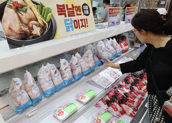 초복을 하루 앞둔 14일 서울의 한 대형마트에서 시민들이 삼계탕용 닭을 고르고 있다. /연합뉴스