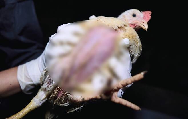 고온다습하고 불결한 환경에서 키워지는 닭들은 대부분 정상적인 깃털을 갖추지 못하고 있었다. 동물해방물결 제공