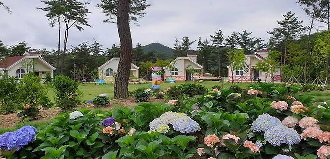 [대전=뉴시스] 부상 기장에 위치한 국립달음산자연휴양림 내 수국정원의 모습.(사진=국립자연휴양림관리소 제공) *재판매 및 DB 금지