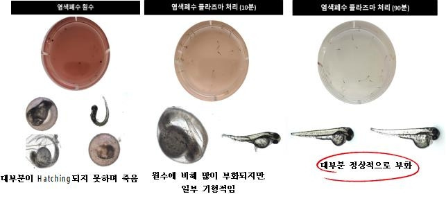 염색폐수 원수 플라스마 처리 전과 후의 제브라피시 부화율 변화 [한국핵융합에너지연구원 제공. 재판매 및 DB 금지]