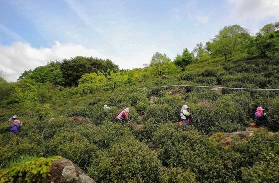 경남 하동군 화개면의 한 차밭에서 일꾼들이 수확을 하고 있다. 연합뉴스=하동군