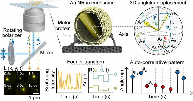 세포내 소포의 병진 및 회전 운동을 실시간으로 관찰하기 위한 FT-pdf 현미경의 개략도.[DGIST 제공]
