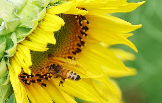 장맛비가 소강상태를 보인 10일 경기도 안성팜랜드에서 꿀벌이 해바라기 사이를 분주하게 날아다니고 있다. [연합]