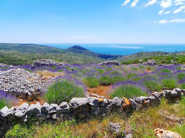 올해는 이상 기온 현상으로 인해 라벤다가 일찍 만개했다