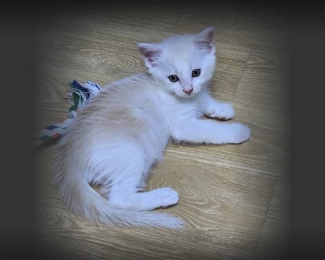 대전에서 미성년자의 학대로 숨진 반려묘. 동물자유연대 제공