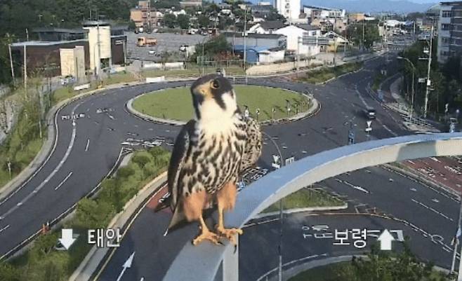 국토교통부 제공 교통정보 방범 카메라에 새호리기가 목격됐다.