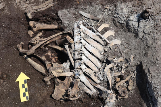 Cattle bones have been excavated at the redevelopment site of Sewoon District No. 4 in central Seoul. [HANUL RESEARCH INSTITUTE OF CULTURAL HERITAGE]