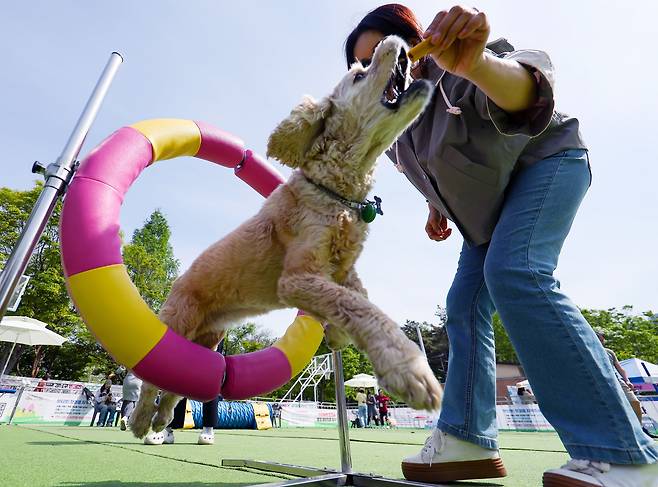 서울 강남구 개포동근린공원 농구장에 설치된 강남구 반려견 순회놀이터에서 한 견주가 강아지와 점프 훈련을 하고 있다./연합뉴스